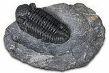 Prone Phacopid (Drotops) Trilobite On Large Limestone #381175-2
